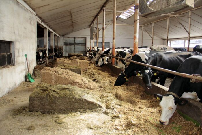 pasza gmo, rzepak, soja, źródła białka, śruta sojowa, śruta rzepakowa, rośliny wysokobiałkowe