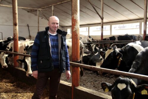 stacja paszowa, hala udojowa, bydło mleczne, obora