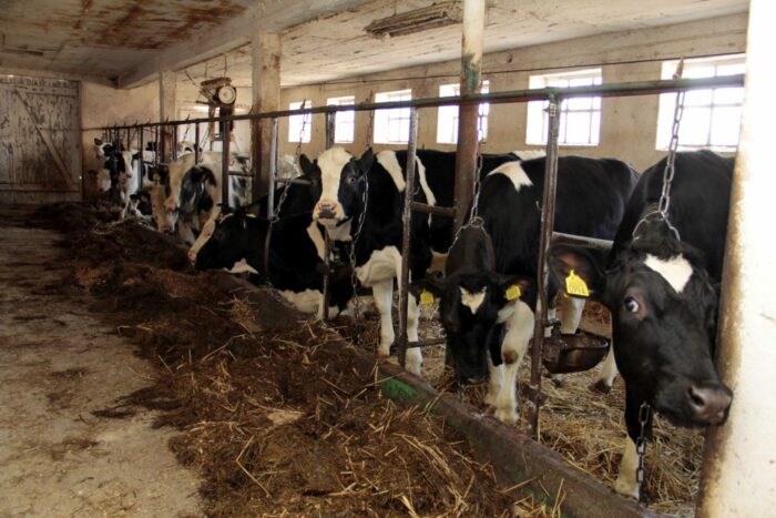 dopłaty dla hodowców krów i świń, dobrostan zwierząt, Europejski Fundusz Rolny, prow 2014-2020