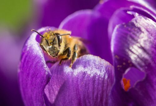 Neonikotynoidy, pestycydy, imidakloprid, klotianidyna, tiametoksam, ochrona pszczół, komisja europejska