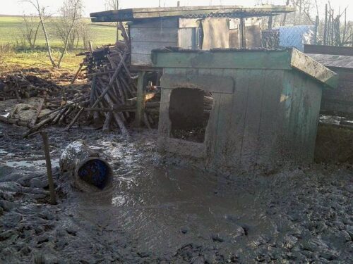 Werkowo, powiat wągrowiecki, wielkopolska, Towarzystwo Opieki Nad Zwierzętami, schronisko dla psów