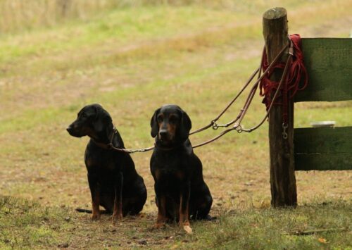 Polski Związek Łowiecki, prawo łowieckie, zasady polowań, psy używane do polowań, odstrzał dzików