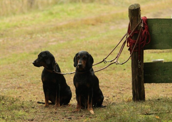 Polski Związek Łowiecki, prawo łowieckie, zasady polowań, psy używane do polowań, odstrzał dzików