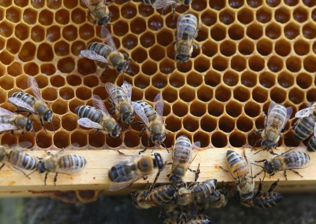 Ule na balkonie, miejska hodowla pszczół, włochy, mediolan