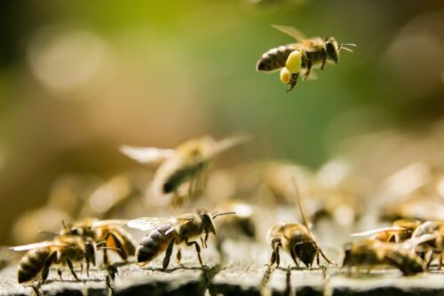 pszczoły, pszczelarstwo, bakterie z rodzaju Lactobacillus, bakterie pszczół, University of California