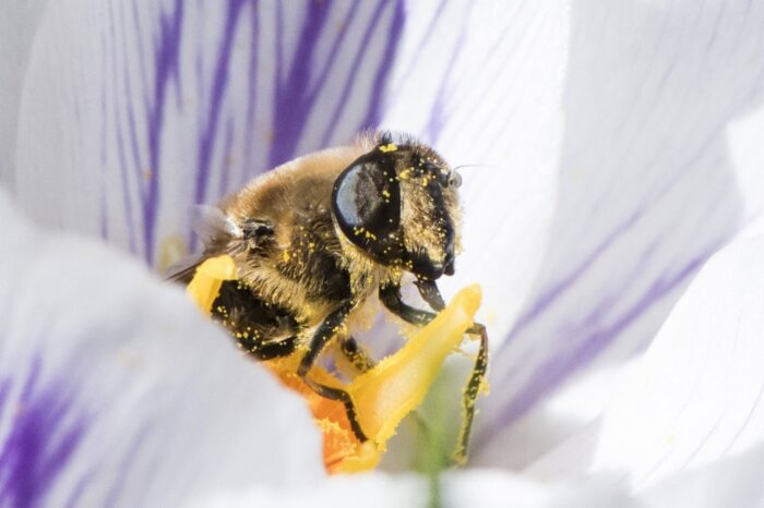 preparat dla pszczół, pszczoły, pszcelarstwo, nosemoza, leczenie chorób pszczół