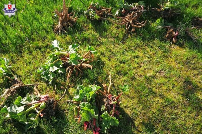 bełżyce, powiat lubelski, lubelszczyzna, rabarbar ekologiczny, kradzież sadzonek rabarbaru