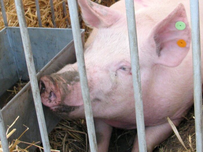 świadectwa zdrowia dla świń, transport trzody chlewnej, walka z asf w polsce, adam zboina, polsus