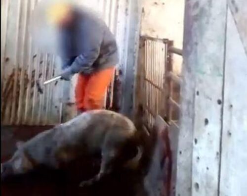 gmina barwice, pomorze zachodnie, ferma trzody chlewnej, znęcanie się nad świniami, zabijanie świń młotkiem