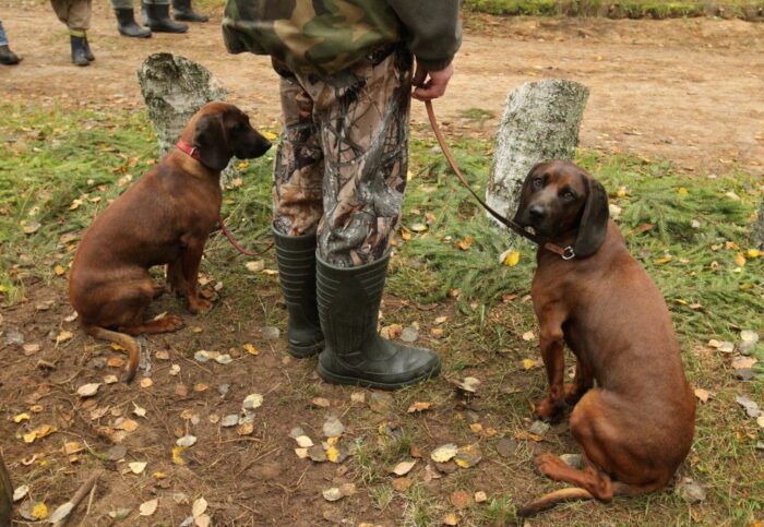 prawo łowieckie, szacowanie szkód łowieckich, sołtysi, mswia, ministerstwo środowiska