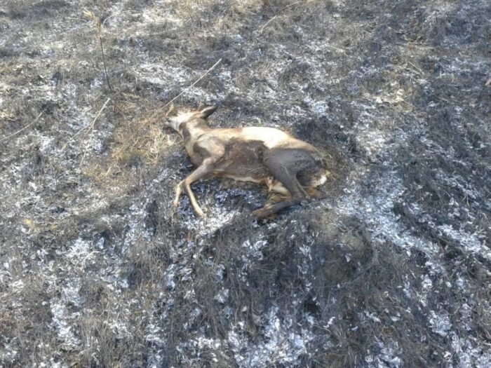 wypalanie traw, akcja stop wypalaniu traw, OSP Polska Cerekiew, straż pożarna,jarosław zieliński