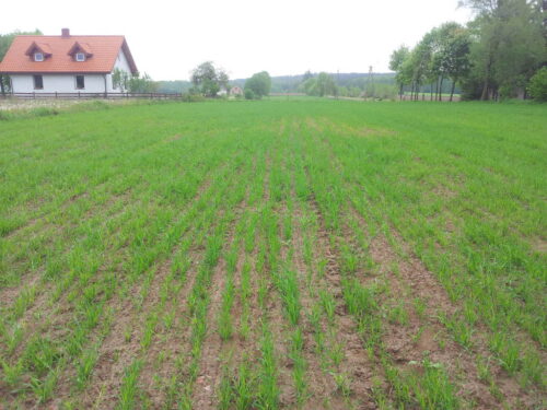 ubezpieczenie upraw, dopłata do składek ubezpieczenia, AGRO ubezpieczenia, grad wiosenne przymrozki