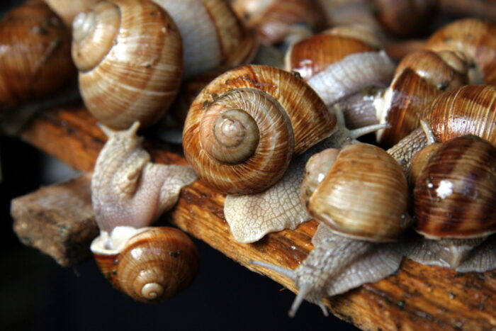 zbiór ślimaka winniczka, ślimaki, winniczki, warmia i mazury, rdos w olsztynie