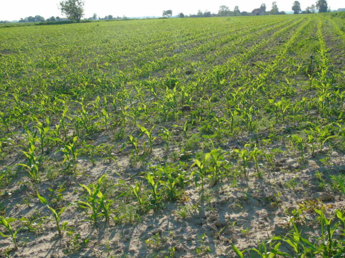 kukurydza, chwasty, pole