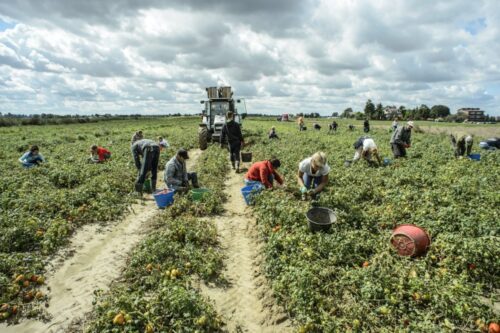obcokrajowcy, zatrudnienie obcokrajowców, pracownicy sezonowi, rolnictwo, praca gospodarstwie, sejmowa komisja rolnictwa