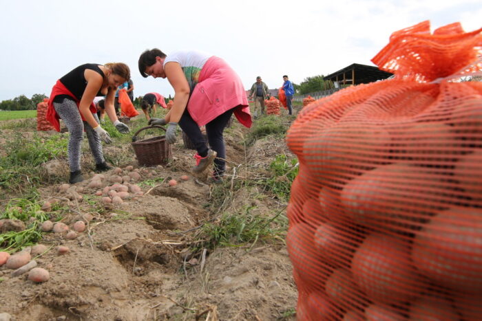 zatrudnienie obcokrajowców, pracownicy sezonowi, rolnictwo, praca przy zbiorach, pracownicy z ukrainy, sejm