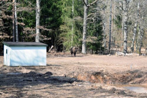 żubry, populacja żubra w Polsce, Puszcza Augustowska, żubry w Polsce, ile jest żubrów w Polsce