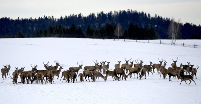 podkarpacie, dzika zwierzyna, edward maraszełk, inwentaryzacja zwierząt