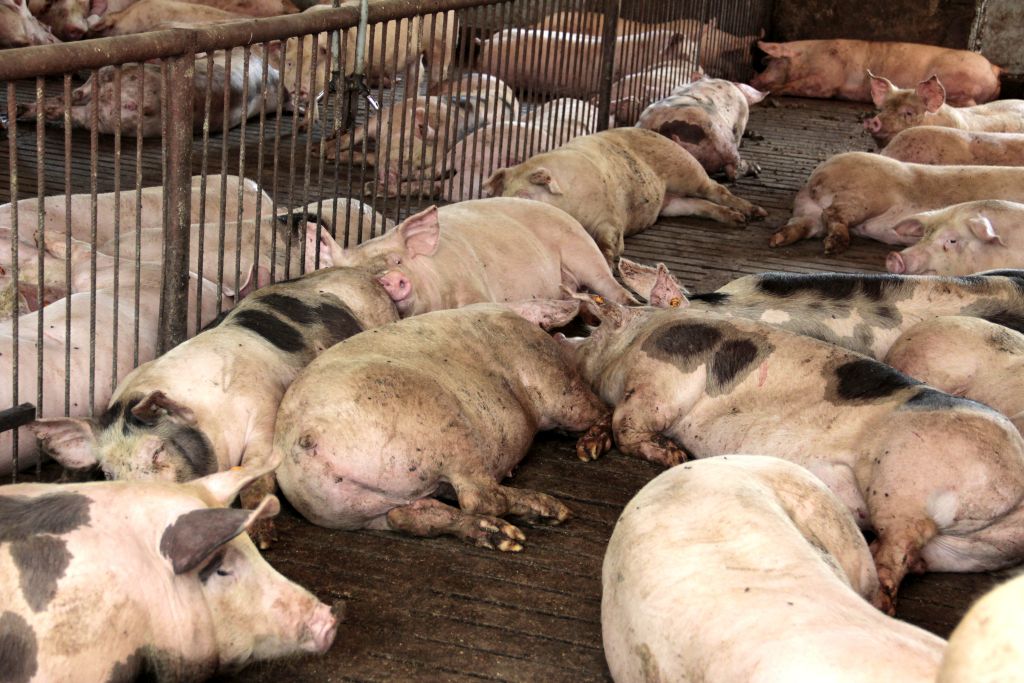 ASF, wirus, trzoda chlewna, ognisko