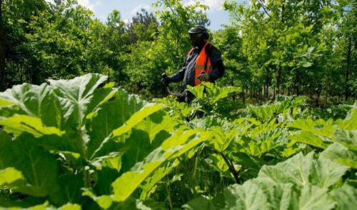 barszcz sosnowskiego, warmia i mazury, Nadleśnictwo Dwukoły, Krzysztof Budziłowski, leśnictwo Narzym, lasy państwowe