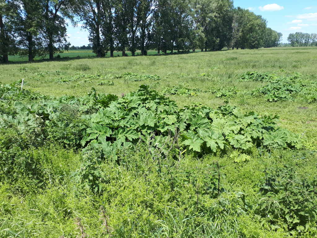 barszcz Sosnowskiego