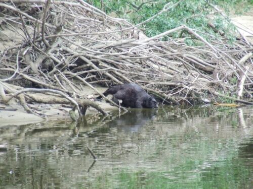 bobry, działanlność bobrów, tamy budowane przez bobry, oczyszczanie wody, ochrona gleby, wielka brytania