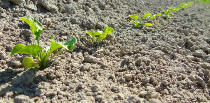 mszyce w buraku cukrowym, zwalczanie mszyc w buraku cukrowym , KZPBC, czasowe zezwolenie dla środka Closer