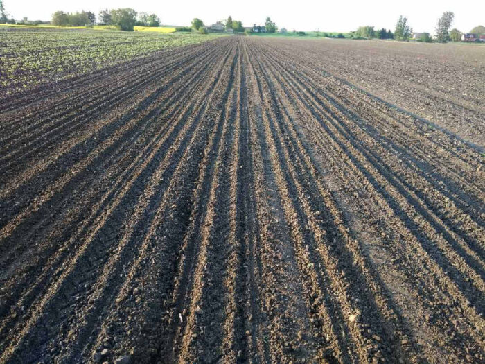 buraki, Zamojszczyzna, Sahryń