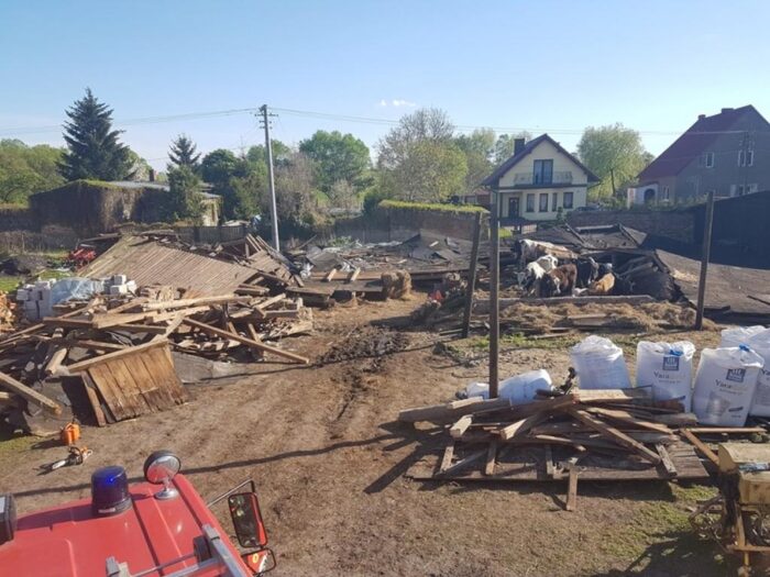 wypadek, bydło, zawalenie się budynku gospodarskiego, Piła, Cyk, OSP, strażacy