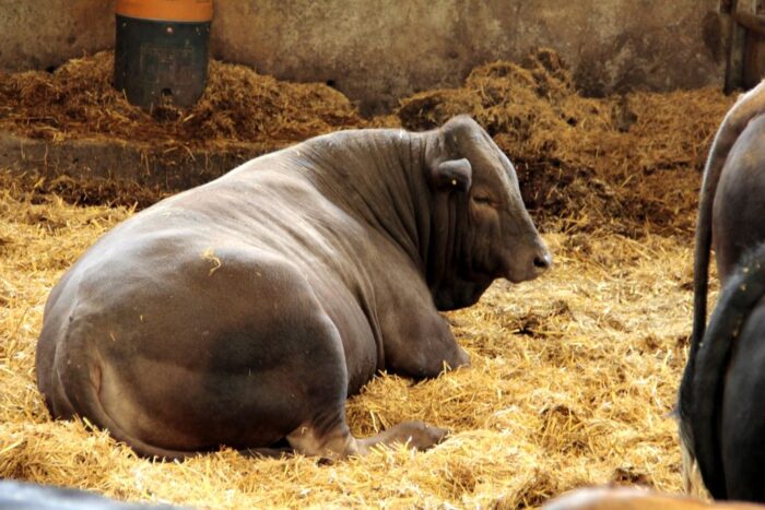 opas, wołowina, QMP, bydło mięsne