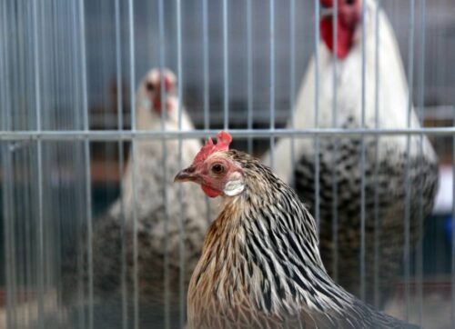 produkcja drobiu, rynek mięsa, komisja europejska