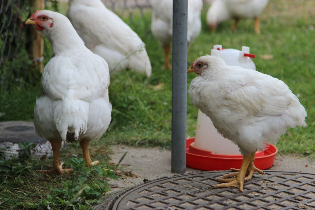 produkcja drobiu, rynek mięsa, komisja europejska