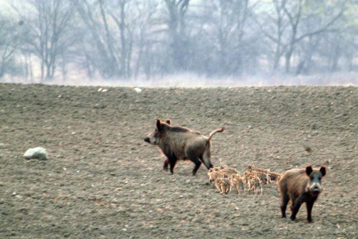 walka z asf w polsce, budowa zapory na granicy, krir, izby rolnicze, migracja dzików