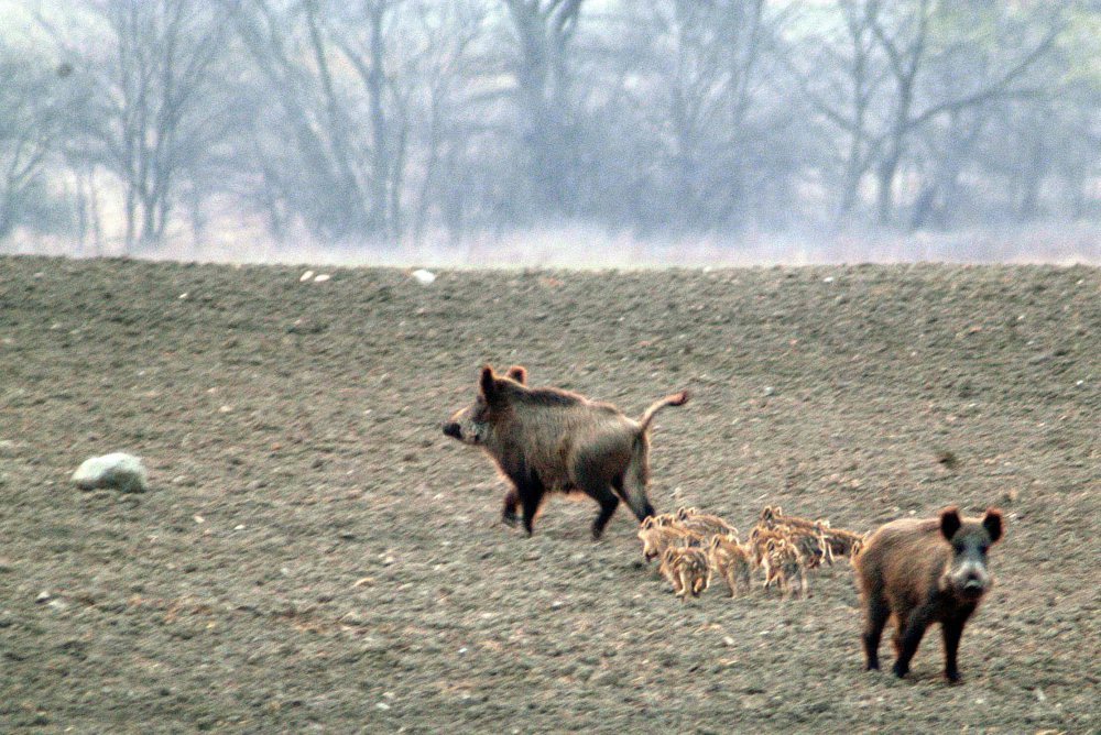 walka z asf w polsce, budowa zapory na granicy, krir, izby rolnicze, migracja dzików