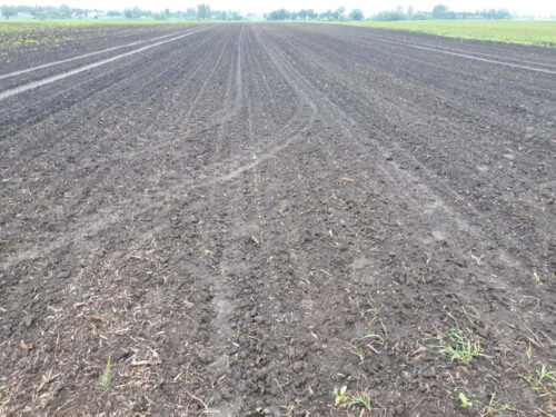 buraki, przesiew, Zamojszczyzna