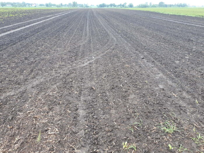 buraki, przesiew, Zamojszczyzna