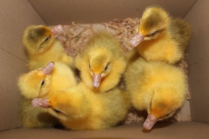 gąsiąta, Starostwo Powiatowe w ostrzeszowie, ostrzeszów, wielkopolska