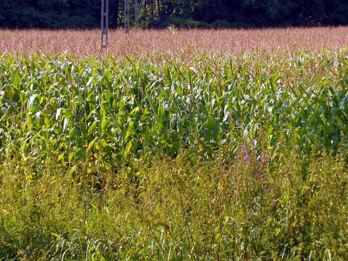 glifosat, środki ochrony roślin, badanie płodów rolnych, gus