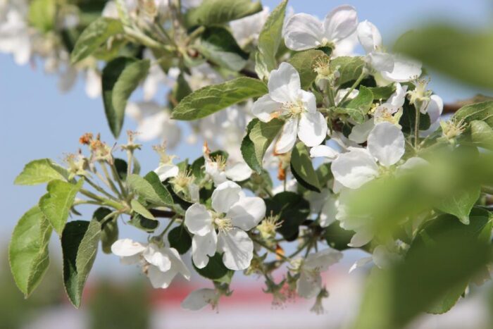 parch jabłoni, mączniak jabłoni, choroby, sadownictwo, sad, owoce