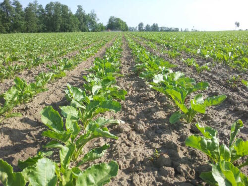 mszyce w buraku cukrowym, zwalczanie mszyc w buraku cukrowym , KZPBC, Closer, deltametryna, prepraty do zwalczania mszyc