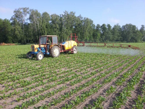 buraki, krzem, pole, powiat makowski