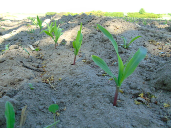 Kukurydza, teositne, zachwaszczenie, GMO, IFOAM, MON810, gent Bt