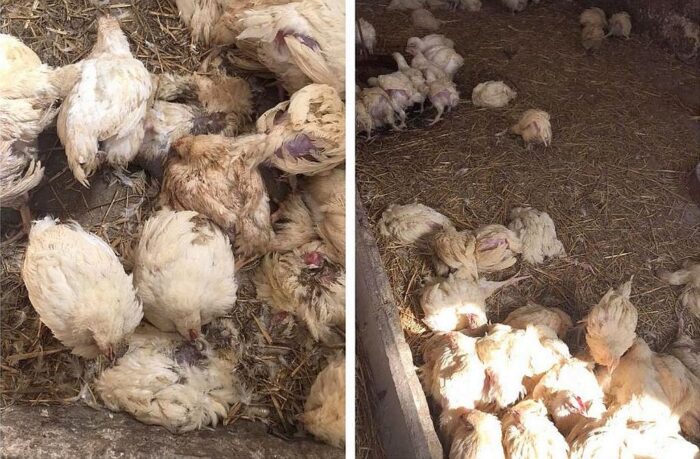 martwe kury, znęcanie się nad zwierzętami, legnica, dolny śląsk, Dolnośląski Inspektorat Ochrony Zwierząt