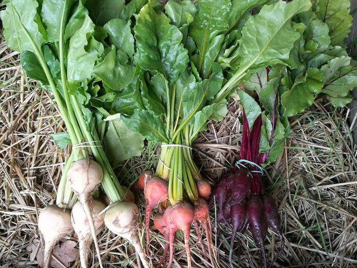 Gospodarstwo rodziny Majlertów, warszawa, białołęka, Trasa Mostu Północnego, świeże warzywa