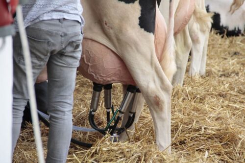 mastitis, stres krów, wymię, bydło mleczne