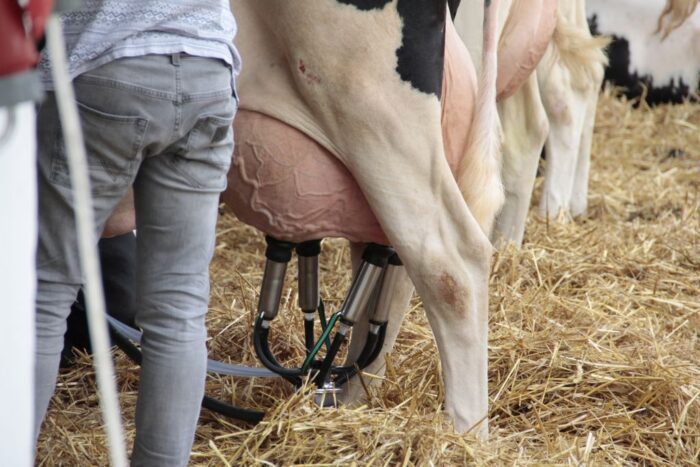 mastitis, stres krów, wymię, bydło mleczne