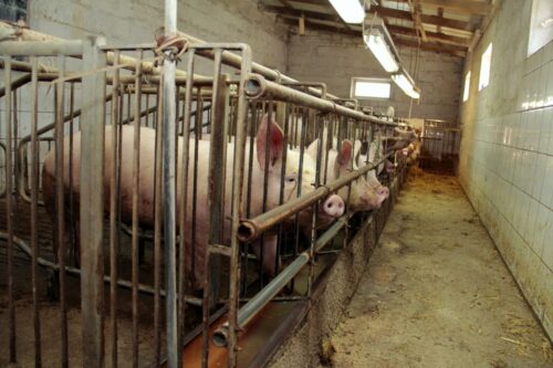 pogłowie świń w Danii, spadek liczby świń, trzoda chlewna, opłacalność produkcji, lochy,prosięta,