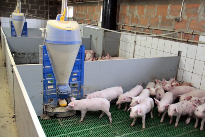 warchlaki, cena w Niemczech, trzoda chlewna, VEZG