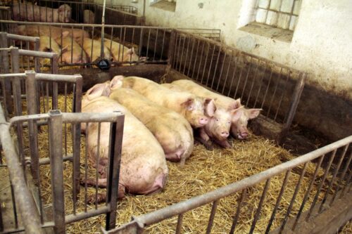 pryszczyca, Kolumbia, trzoda chlewna, FMD