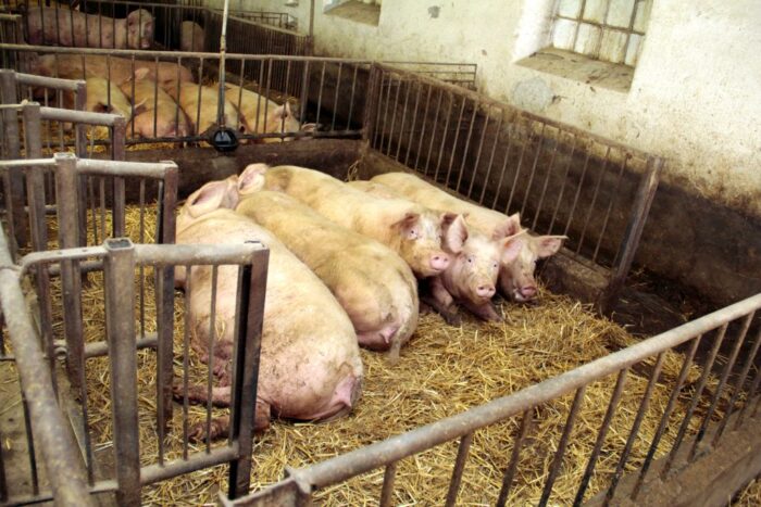 pryszczyca, Kolumbia, trzoda chlewna, FMD